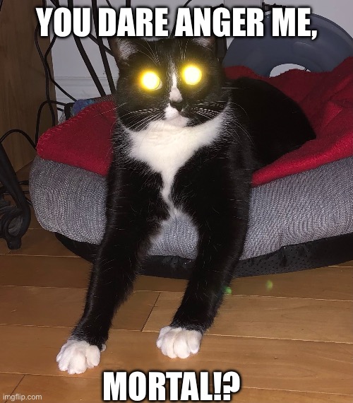 I forgor to give him his ham offering | YOU DARE ANGER ME, MORTAL!? | image tagged in triggered cat | made w/ Imgflip meme maker