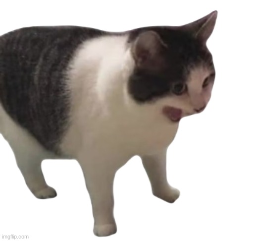 screaming cat transparent | image tagged in screaming cat transparent | made w/ Imgflip meme maker