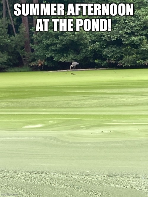 SUMMER AFTERNOON AT THE POND! | made w/ Imgflip meme maker