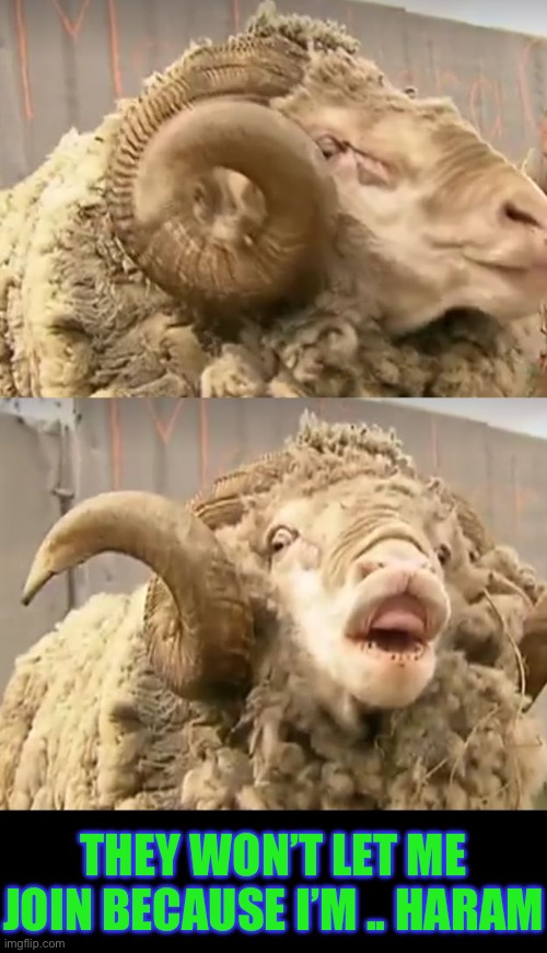 Sheep Ram | THEY WON’T LET ME JOIN BECAUSE I’M .. HARAM | image tagged in sheep ram | made w/ Imgflip meme maker