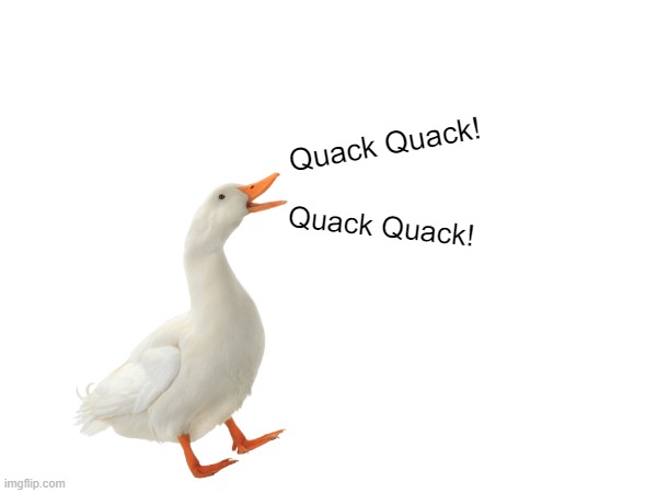 Quack Quack! |  Quack Quack! Quack Quack! | image tagged in quack,ducks,memes,funny,duck,random | made w/ Imgflip meme maker