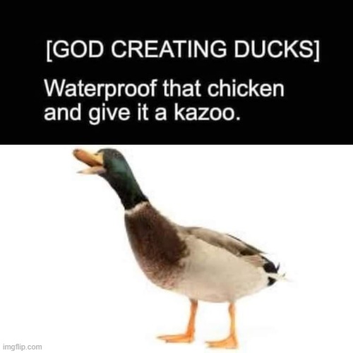 Quack quack | image tagged in repost,memes,ducks,funny,quack,god | made w/ Imgflip meme maker