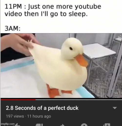 image tagged in ducks,memes,funny,repost,quack,youtube | made w/ Imgflip meme maker