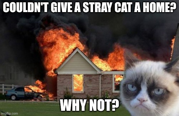 Because I don't have a house, you crap! My cat destroyed it! | COULDN'T GIVE A STRAY CAT A HOME? WHY NOT? | image tagged in memes,burn kitty,grumpy cat | made w/ Imgflip meme maker