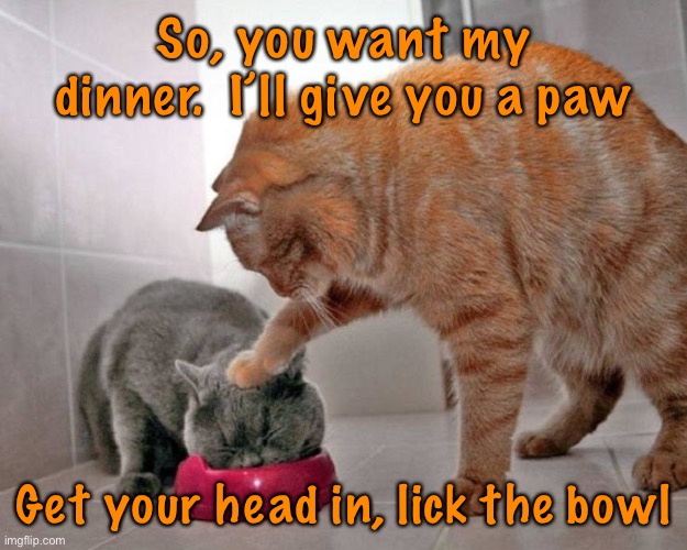 My dinner | So, you want my dinner.  I’ll give you a paw; Get your head in, lick the bowl | image tagged in want my dinner,give you a paw,head in,lick the bowl,cats | made w/ Imgflip meme maker