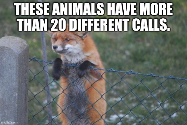 Fox fact | THESE ANIMALS HAVE MORE THAN 20 DIFFERENT CALLS. | image tagged in fox wanna buy,fox | made w/ Imgflip meme maker
