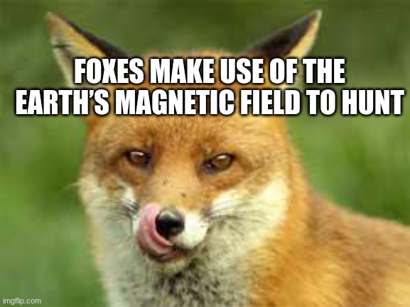 Another fox fact | FOXES MAKE USE OF THE EARTH’S MAGNETIC FIELD TO HUNT | image tagged in fox,facts,trend | made w/ Imgflip meme maker