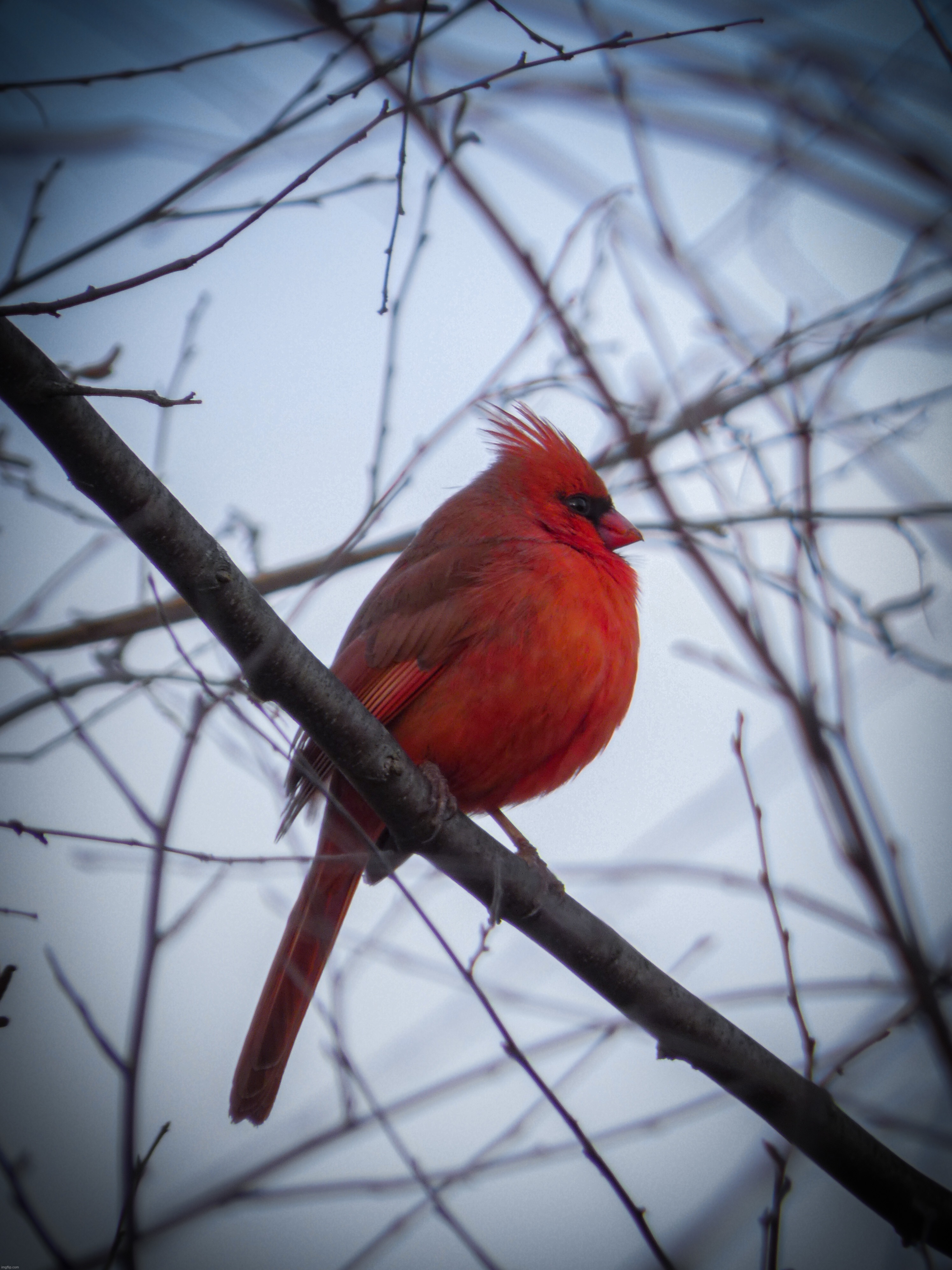 I was finally able to get some really amazing Cardinal shots today, this edit took so long | image tagged in share your own photos | made w/ Imgflip meme maker