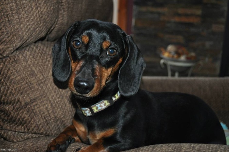 Weiner dog | image tagged in weiner dog | made w/ Imgflip meme maker