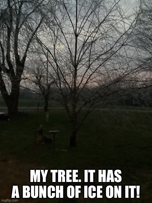 MY TREE. IT HAS A BUNCH OF ICE ON IT! | image tagged in tree | made w/ Imgflip meme maker