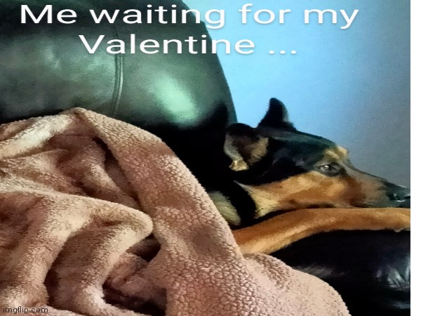 Waiting for love | image tagged in dogs,dog,love,forever alone,single,valentines | made w/ Imgflip meme maker