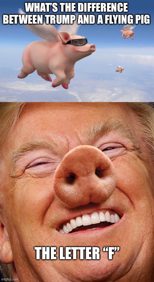 WHAT’S THE DIFFERENCE BETWEEN TRUMP AND A FLYING PIG; THE LETTER “F” | image tagged in flying pigs,trump pig | made w/ Imgflip meme maker