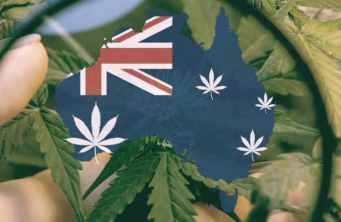 Australia Weed Buds Blank Meme Template