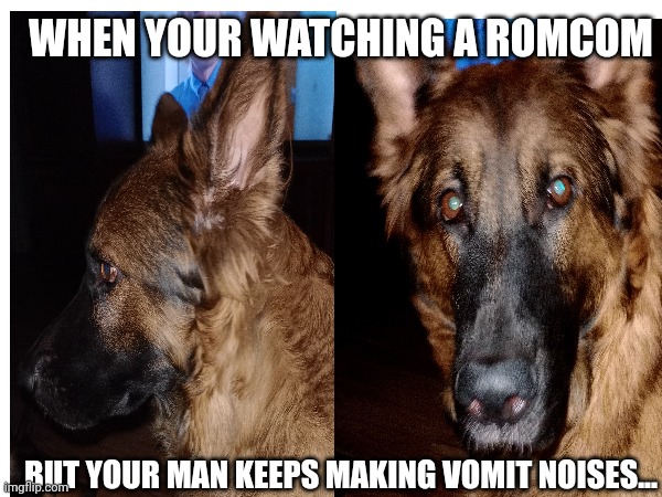 EV the sarcastic Shepherd | WHEN YOUR WATCHING A ROMCOM; BUT YOUR MAN KEEPS MAKING VOMIT NOISES... | image tagged in dogs pets funny,dogs,german shepherd,pets,funny memes,husband | made w/ Imgflip meme maker