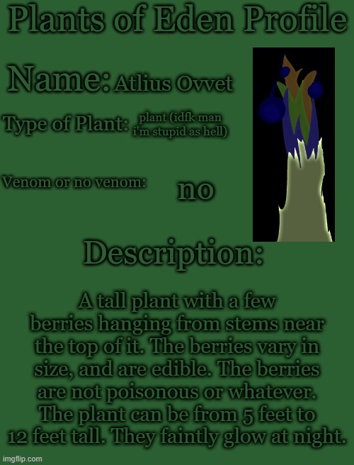 i am the stupid | Atlius Ovvet; plant (idfk man i'm stupid as hell); no; A tall plant with a few berries hanging from stems near the top of it. The berries vary in size, and are edible. The berries are not poisonous or whatever. The plant can be from 5 feet to 12 feet tall. They faintly glow at night. | image tagged in plants of eden profile | made w/ Imgflip meme maker