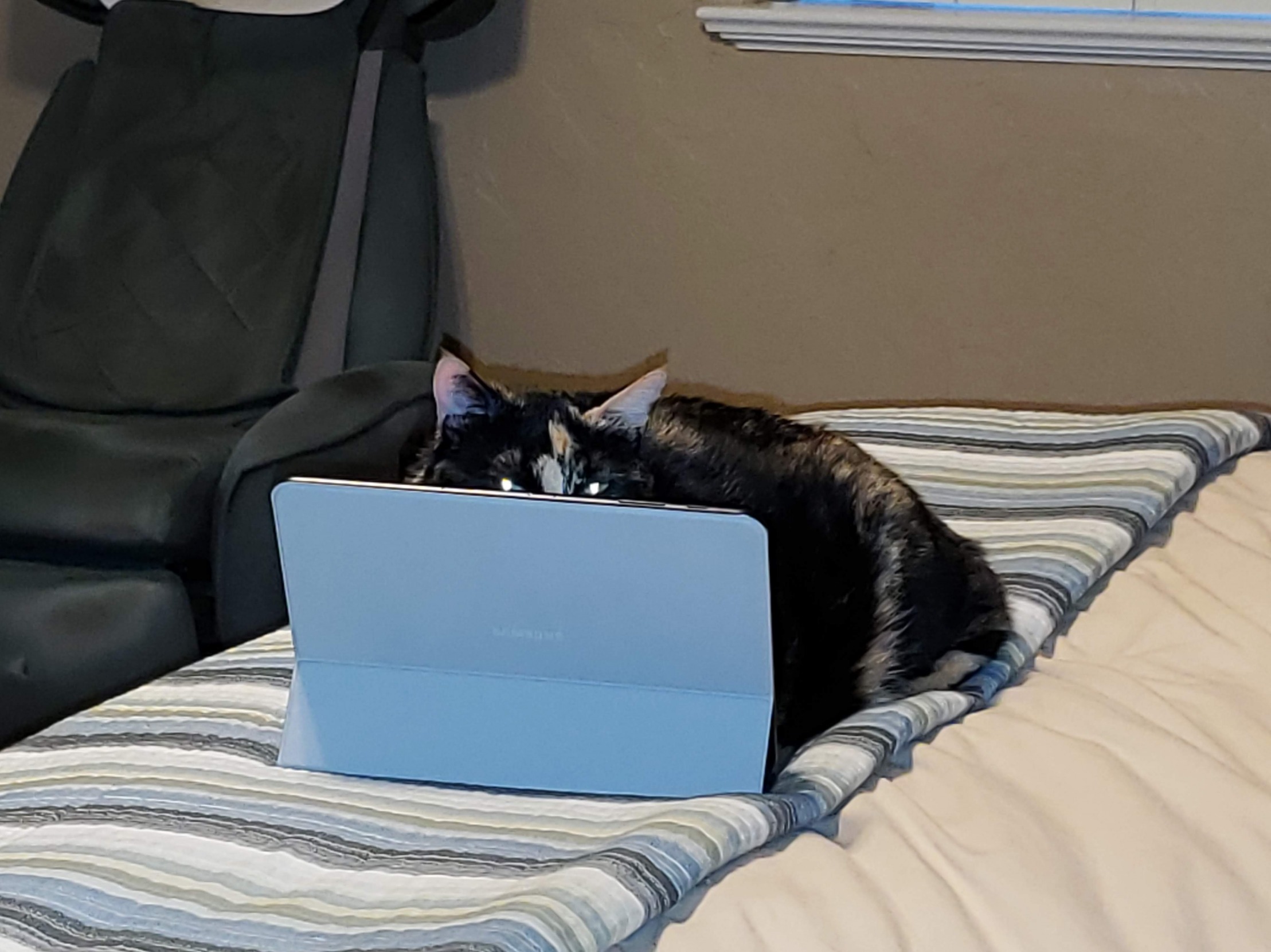 Tablet Cat Blank Meme Template