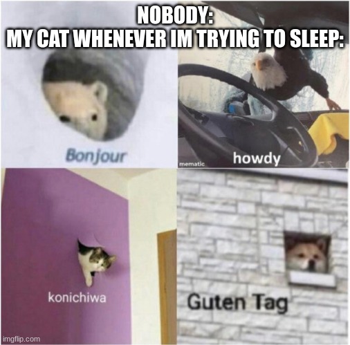 Bonjour guten tag | NOBODY:
MY CAT WHENEVER IM TRYING TO SLEEP: | image tagged in bonjour guten tag | made w/ Imgflip meme maker