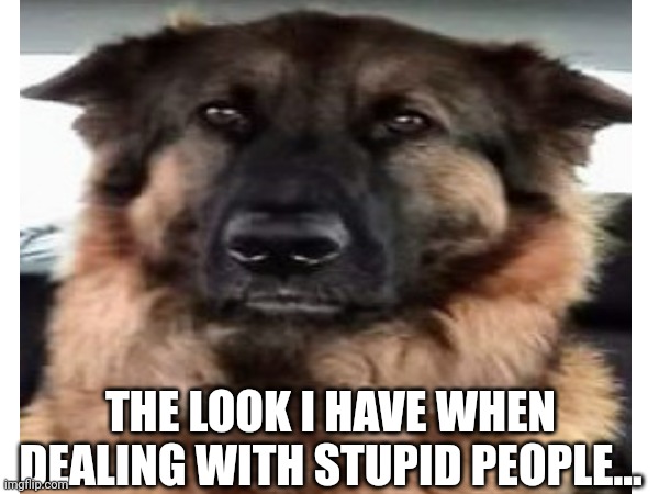 EV the sarcastic Shepherd | THE LOOK I HAVE WHEN DEALING WITH STUPID PEOPLE... | image tagged in dogs,sarcasm,funny dog memes,stupid people,pets,german shepherd | made w/ Imgflip meme maker