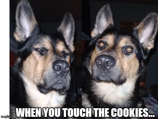 Max the Shepherd | WHEN YOU TOUCH THE COOKIES... | image tagged in dogs,funny dogs,german shepherd,animals,pets,humor | made w/ Imgflip meme maker