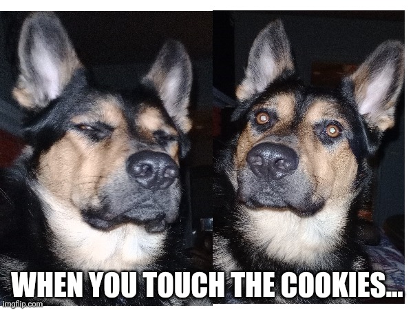 Max the Shepherd |  WHEN YOU TOUCH THE COOKIES... | image tagged in dogs,funny animals,funny dog memes,memes,german shepherd,pets | made w/ Imgflip meme maker