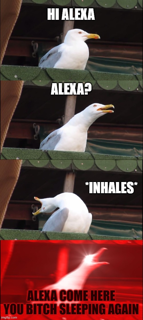 Inhaling Seagull Meme | HI ALEXA; ALEXA? *INHALES*; ALEXA COME HERE YOU BITCH SLEEPING AGAIN | image tagged in memes,alexa,missing,sister,sister alexa,mia | made w/ Imgflip meme maker