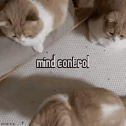 mind control | image tagged in memes,shitpost,cats,msmg,oh wow are you actually reading these tags,no context | made w/ Imgflip meme maker