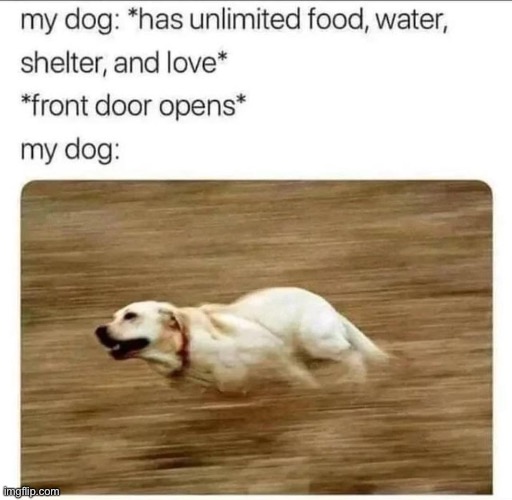image tagged in dogs,relatable memes,funny,food,repost,memes | made w/ Imgflip meme maker