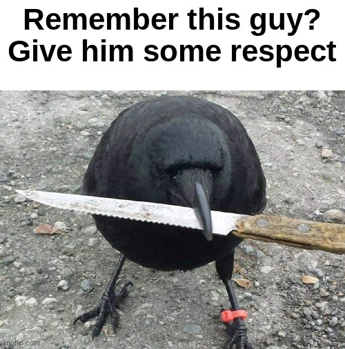 give the crow some respect | Remember this guy?
Give him some respect | image tagged in crow with knife | made w/ Imgflip meme maker