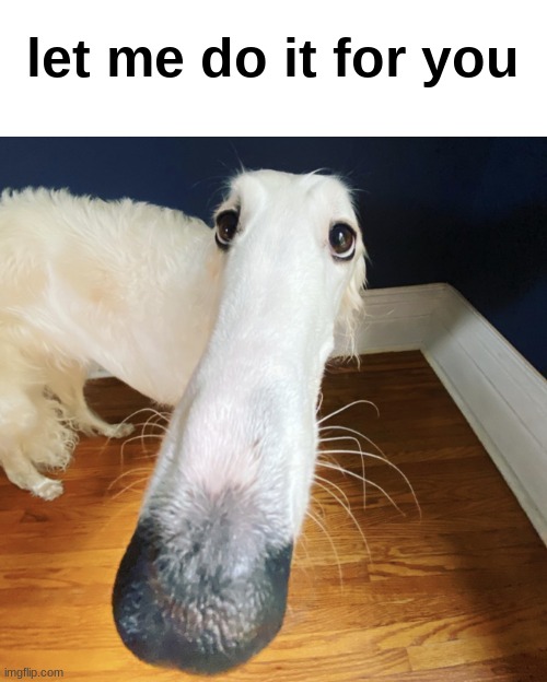 Borzoi Imgflip