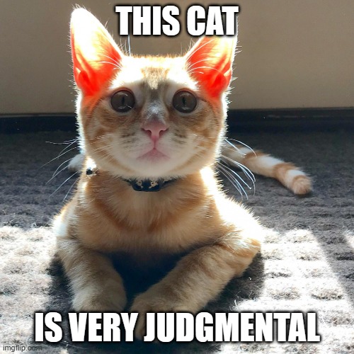Judge Cat |  THIS CAT; IS VERY JUDGMENTAL | image tagged in judgement cat,judgemental,judge,cats,funny,funny memes | made w/ Imgflip meme maker