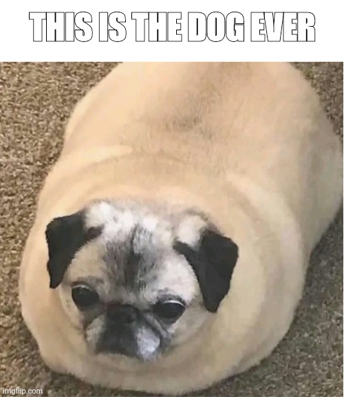 The dog ever | THIS IS THE DOG EVER | image tagged in blank white template | made w/ Imgflip meme maker