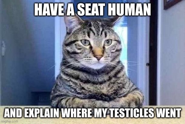 Have a Seat Cat | HAVE A SEAT HUMAN AND EXPLAIN WHERE MY TESTICLES WENT | image tagged in have a seat cat | made w/ Imgflip meme maker