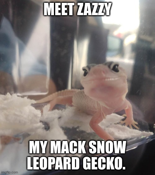 Just got them yesterday!!! | MEET ZAZZY; MY MACK SNOW LEOPARD GECKO. | image tagged in geico gecko | made w/ Imgflip meme maker