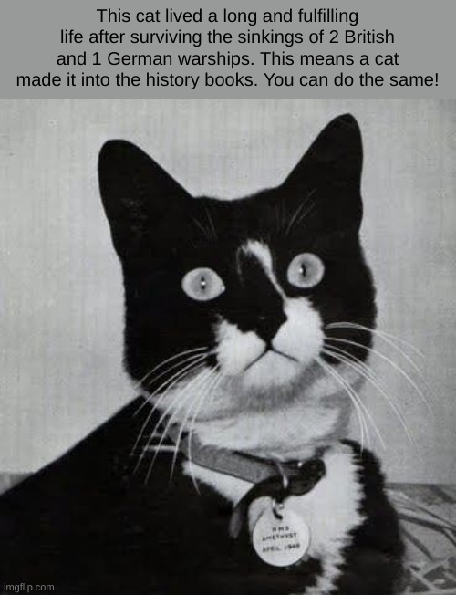 Unsinkable Sam | This cat lived a long and fulfilling life after surviving the sinkings of 2 British and 1 German warships. This means a cat made it into the history books. You can do the same! | image tagged in history,cats,memes | made w/ Imgflip meme maker