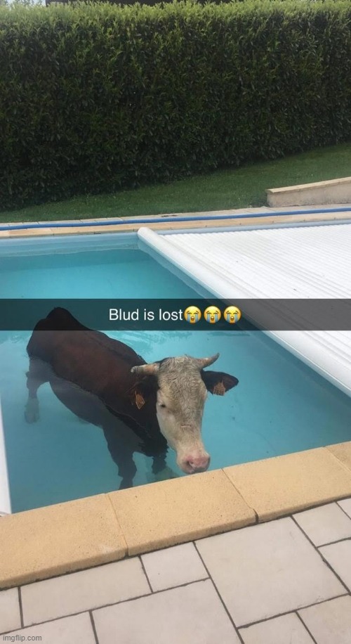 Blud is lost | image tagged in blud is lost | made w/ Imgflip meme maker