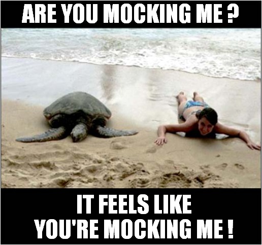 A Mocked Turtle ! | ARE YOU MOCKING ME ? IT FEELS LIKE YOU'RE MOCKING ME ! | image tagged in fun,turtle,mocking | made w/ Imgflip meme maker