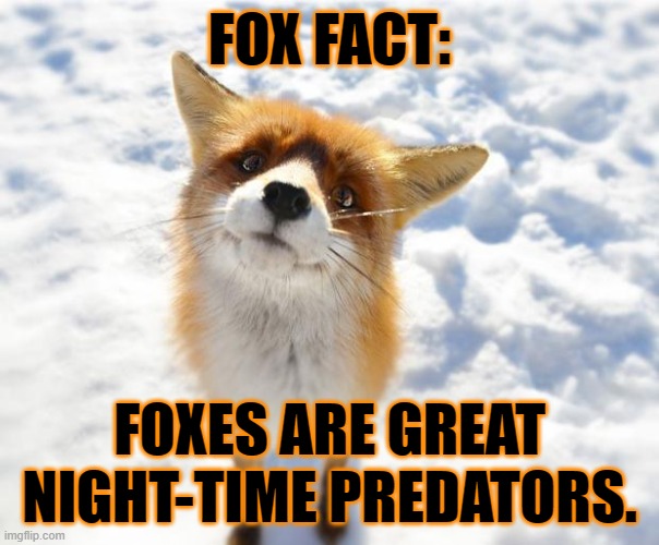 What Does The Fox Say? | FOX FACT:; FOXES ARE GREAT NIGHT-TIME PREDATORS. | image tagged in what does the fox say | made w/ Imgflip meme maker