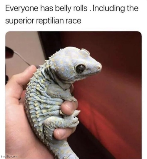 image tagged in reptile,memes,funny,wholesome,wholesome content,reptilians | made w/ Imgflip meme maker