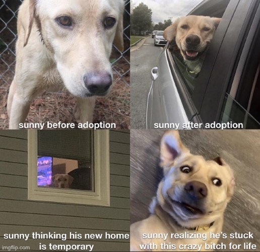 image tagged in dogs,memes,funny,wholesome,wholesome content,wait a second this is wholesome content | made w/ Imgflip meme maker