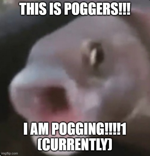 Poggers Fish | THIS IS POGGERS!!! I AM POGGING!!!!1 (CURRENTLY) | image tagged in poggers fish | made w/ Imgflip meme maker