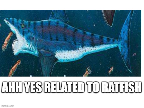 this is not a shark | AHH YES RELATED TO RATFISH | image tagged in funni | made w/ Imgflip meme maker