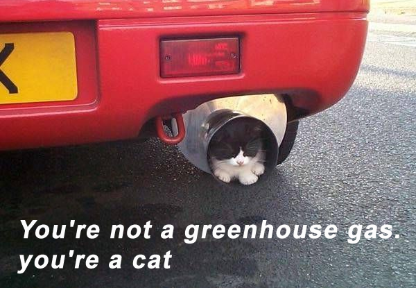image tagged in funny,cats