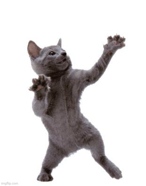 Happy Dance Cat | image tagged in happy dance cat | made w/ Imgflip meme maker
