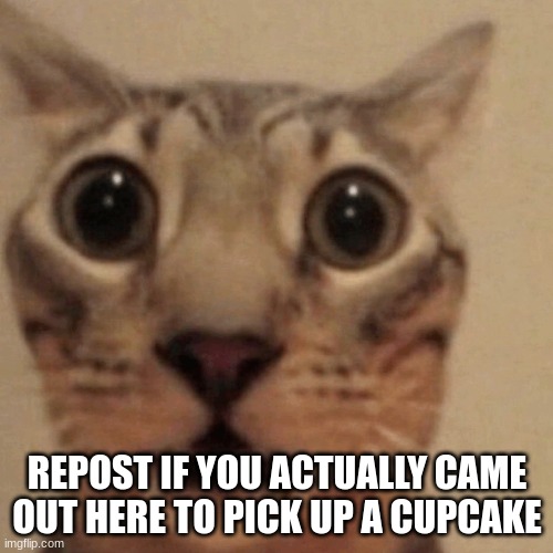 Domestic short-haired cat | REPOST IF YOU ACTUALLY CAME OUT HERE TO PICK UP A CUPCAKE | image tagged in domestic short-haired cat | made w/ Imgflip meme maker