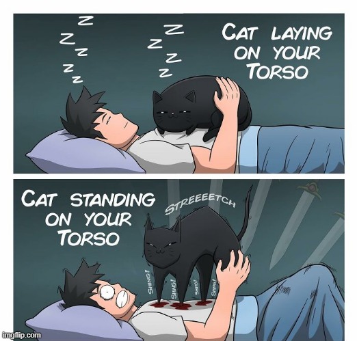 Damn Cat | image tagged in comics | made w/ Imgflip meme maker