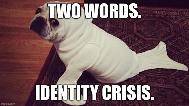 Crisis | TWO WORDS. IDENTITY CRISIS. | image tagged in sealdog,funny | made w/ Imgflip meme maker