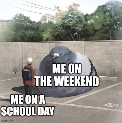 tiktok: + 5000 cringe -9999999 IQ, school, +48574385748 knowledge, +999999 boredom | ME ON THE WEEKEND; ME ON A SCHOOL DAY | image tagged in beeg birb | made w/ Imgflip meme maker