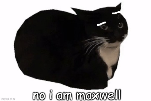 maxwell the cat | no i am maxwell | image tagged in maxwell the cat | made w/ Imgflip meme maker