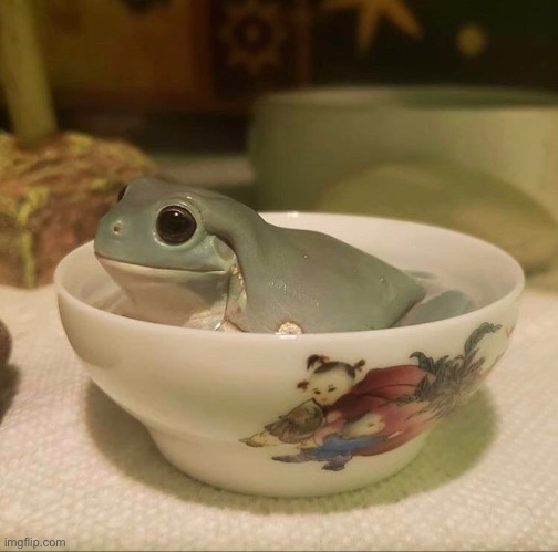 Frog in a cup | image tagged in frog,cup,wholesome,wholesome content,memes,funny | made w/ Imgflip meme maker