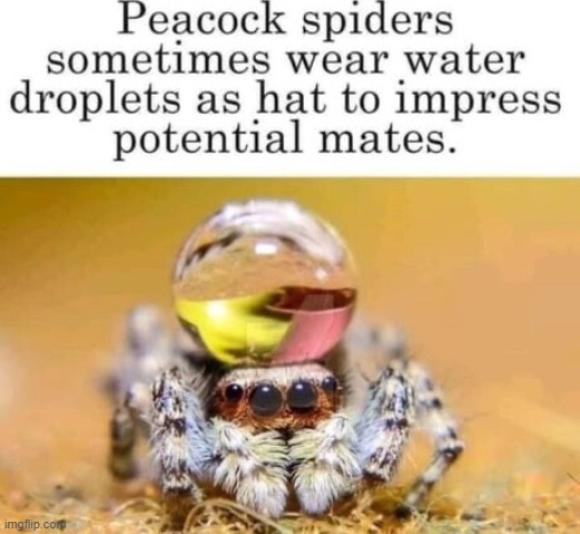 I want this spider now. Not because of the reason it wears a water droplet but because of how cute it looks. | made w/ Imgflip meme maker